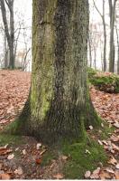 tree bark mossy 0012